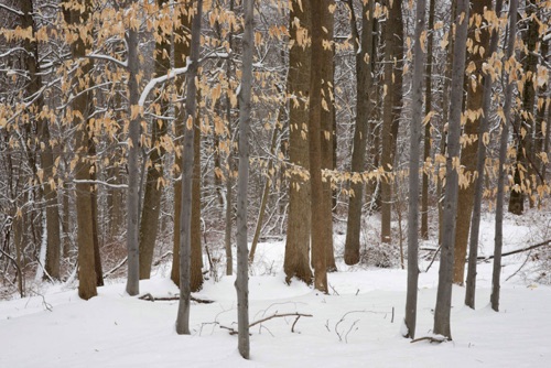 Cross Estate, Jockey Hollow National Historic Park, NJ Feb 11 (6197SA).jpg